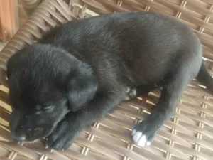 Cachorro raça Indefida idade 2 a 6 meses nome Sem nome