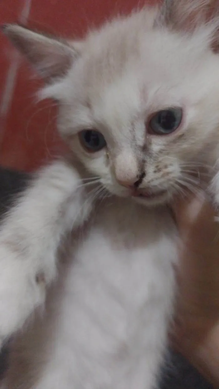 Gato ra a SRD-ViraLata idade 2 a 6 meses nome Crystal/ Luke/ Théo 