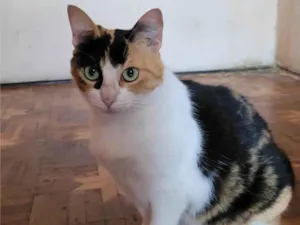 Gato raça Srd idade 3 anos nome Frida