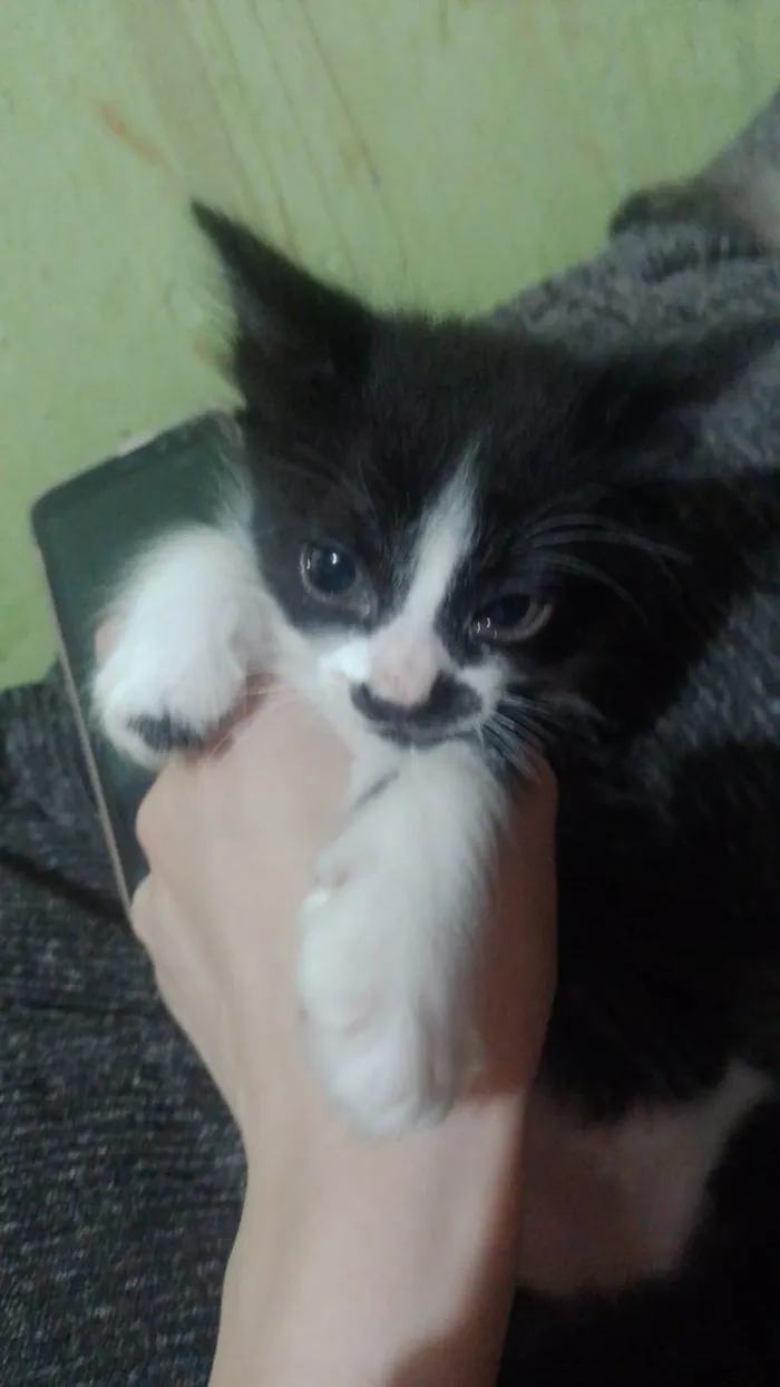 Gato ra a SRD-ViraLata idade 2 a 6 meses nome Crystal/ Luke/ Théo 