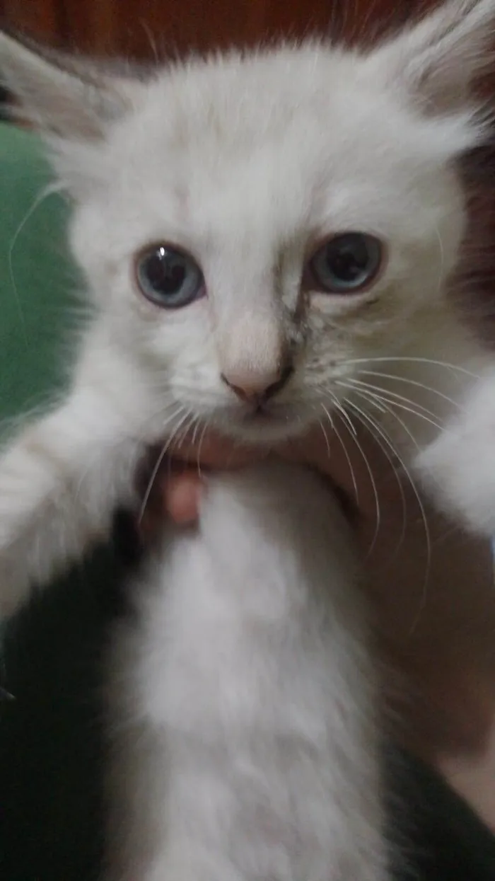 Gato ra a SRD-ViraLata idade 2 a 6 meses nome Crystal/ Luke/ Théo 