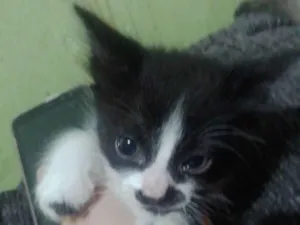 Gato raça SRD-ViraLata idade 2 a 6 meses nome Crystal/ Luke/ Théo 
