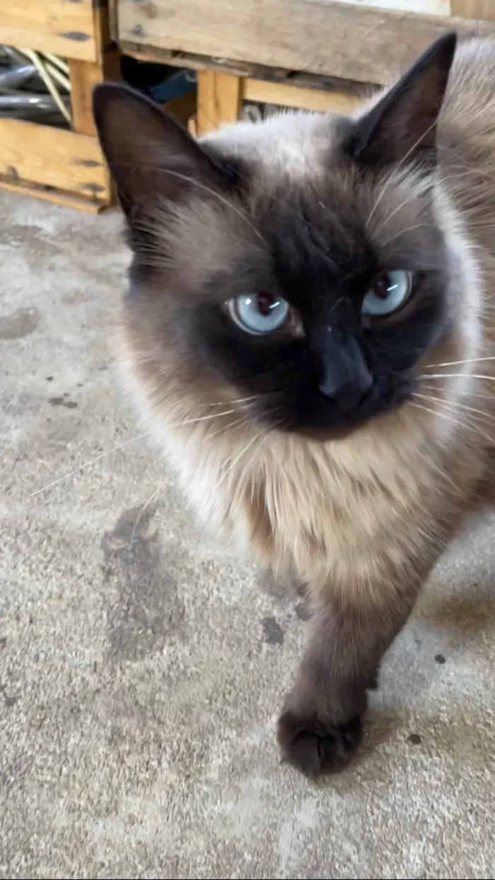 Gato ra a  idade 1 ano nome Oli (“Olívia”)