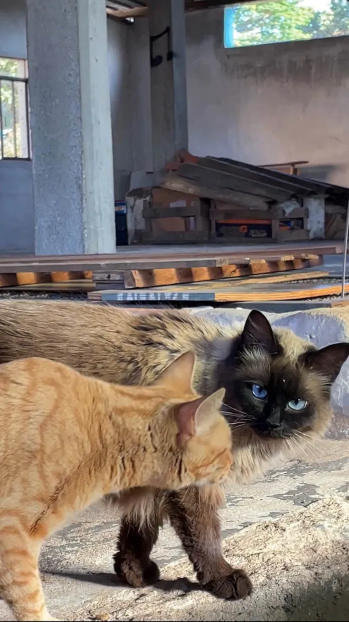 Gato ra a  idade 1 ano nome Oli (“Olívia”)