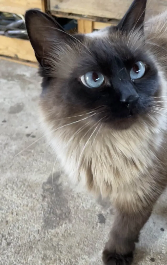 Gato ra a  idade 1 ano nome Oli (“Olívia”)