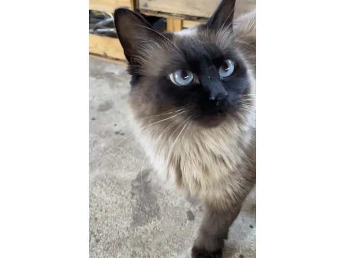 Gato ra a  idade 1 ano nome Oli (“Olívia”)