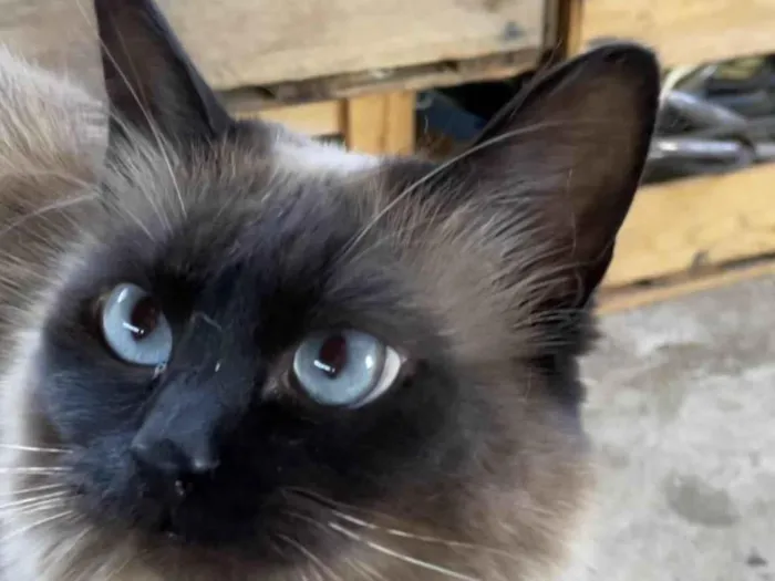 Gato ra a  idade 1 ano nome Oli (“Olívia”)