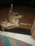 Bela