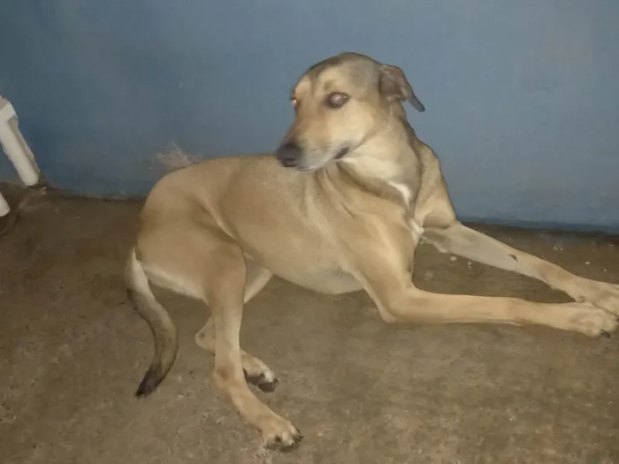 Cachorro ra a SRD-ViraLata idade 5 anos nome Bela
