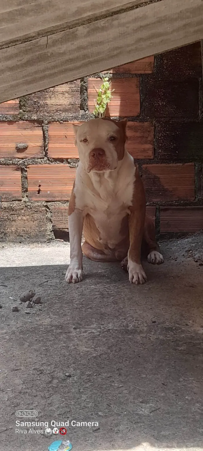 Cachorro ra a Pit-Bull idade 6 ou mais anos nome Pirata