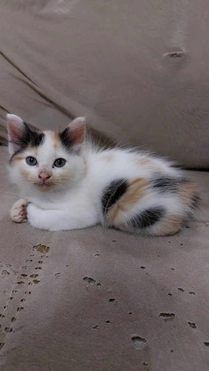 Gato ra a  idade Abaixo de 2 meses nome jujuba