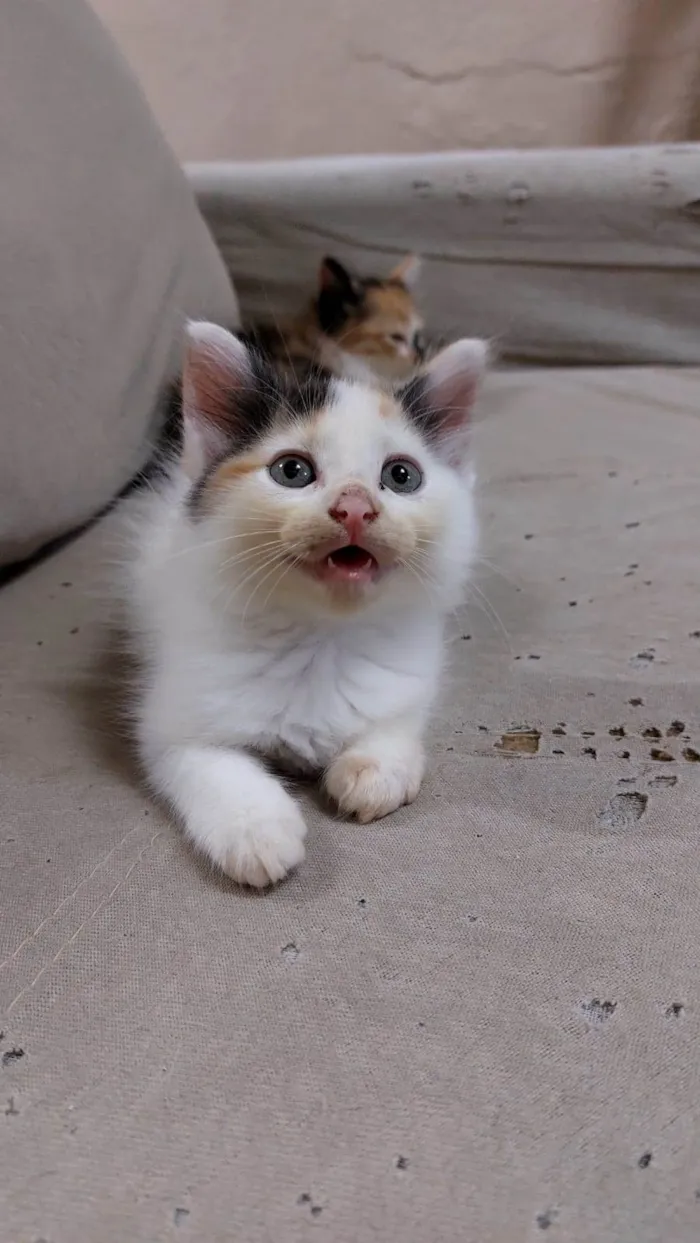 Gato ra a  idade Abaixo de 2 meses nome jujuba