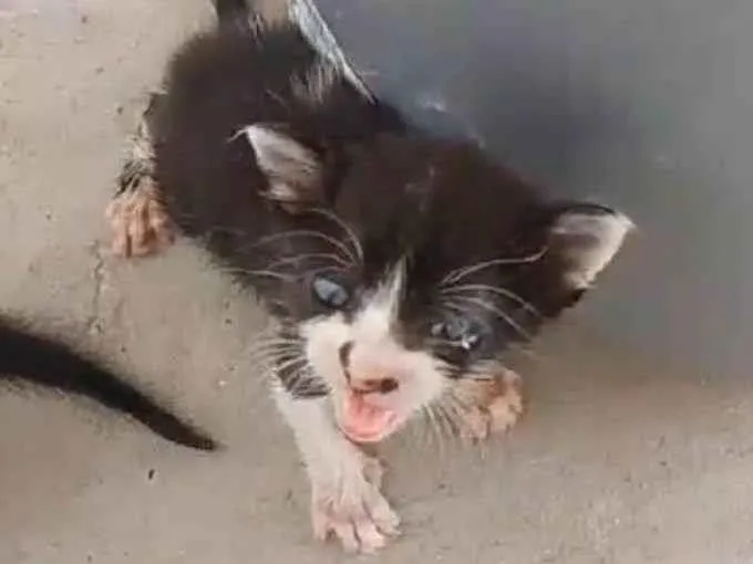 Gato ra a Branco e preto idade Abaixo de 2 meses nome Gatinhos