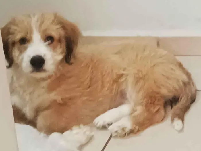 Cachorro ra a Lhasa Apso idade 2 a 6 meses nome Wandinha