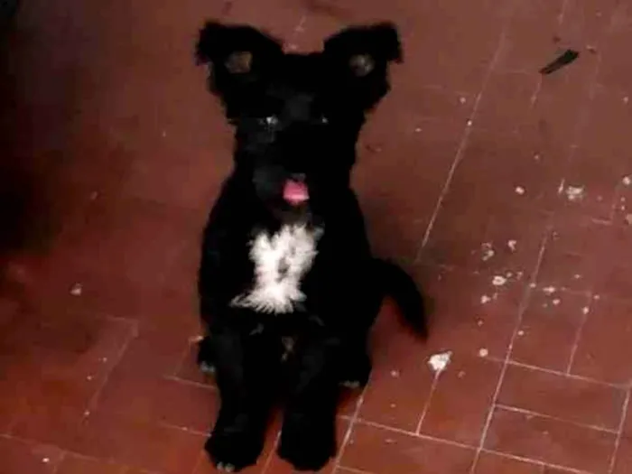 Cachorro ra a Srd idade 2 a 6 meses nome Não tem
