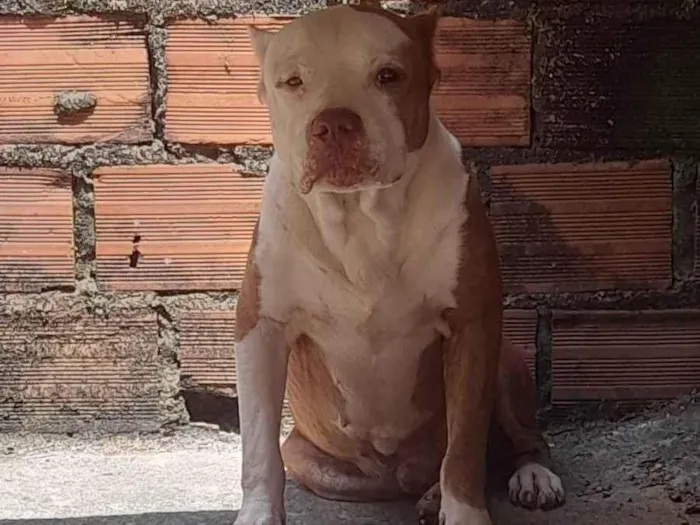 Cachorro ra a Pit-Bull idade 6 ou mais anos nome Pirata