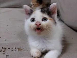 Gato raça  idade Abaixo de 2 meses nome jujuba