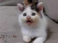 jujuba
