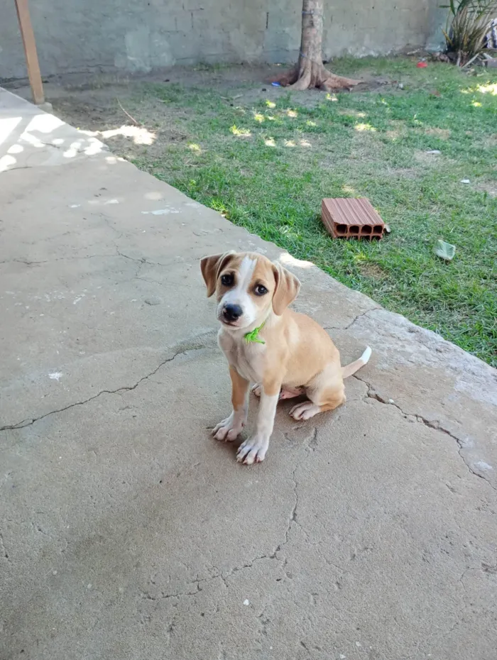 Cachorro ra a Vira Lata SRD idade 2 a 6 meses nome Tornado