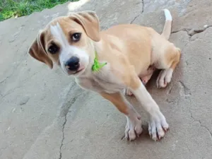 Cachorro raça Vira Lata SRD idade 2 a 6 meses nome Tornado