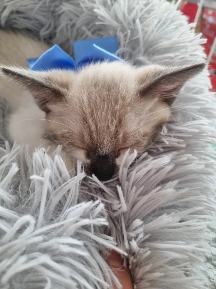 Gato ra a SRD-ViraLata idade 2 a 6 meses nome Filhote