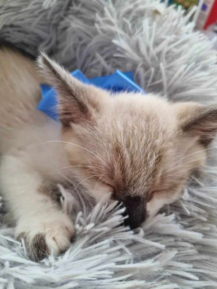 Gato ra a SRD-ViraLata idade 2 a 6 meses nome Filhote