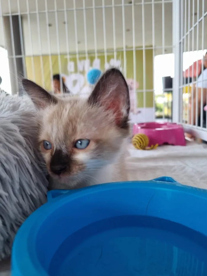 Gato ra a SRD-ViraLata idade 2 a 6 meses nome Filhote