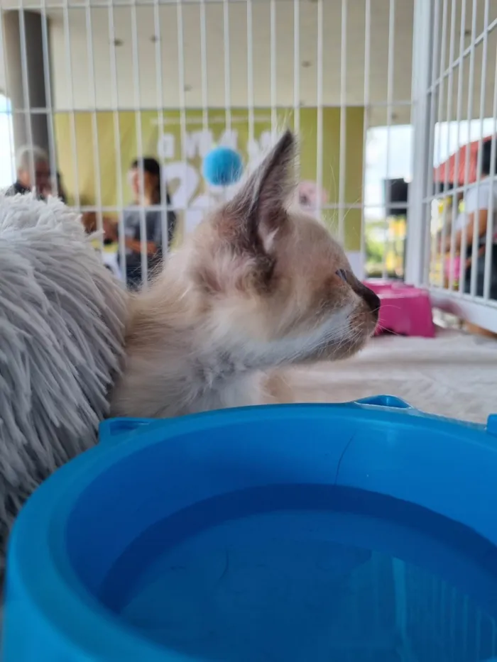 Gato ra a SRD-ViraLata idade 2 a 6 meses nome Filhote