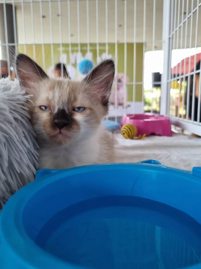 Gato ra a SRD-ViraLata idade 2 a 6 meses nome Filhote