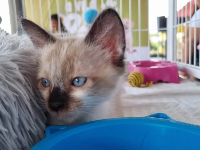 Gato ra a SRD-ViraLata idade 2 a 6 meses nome Filhote