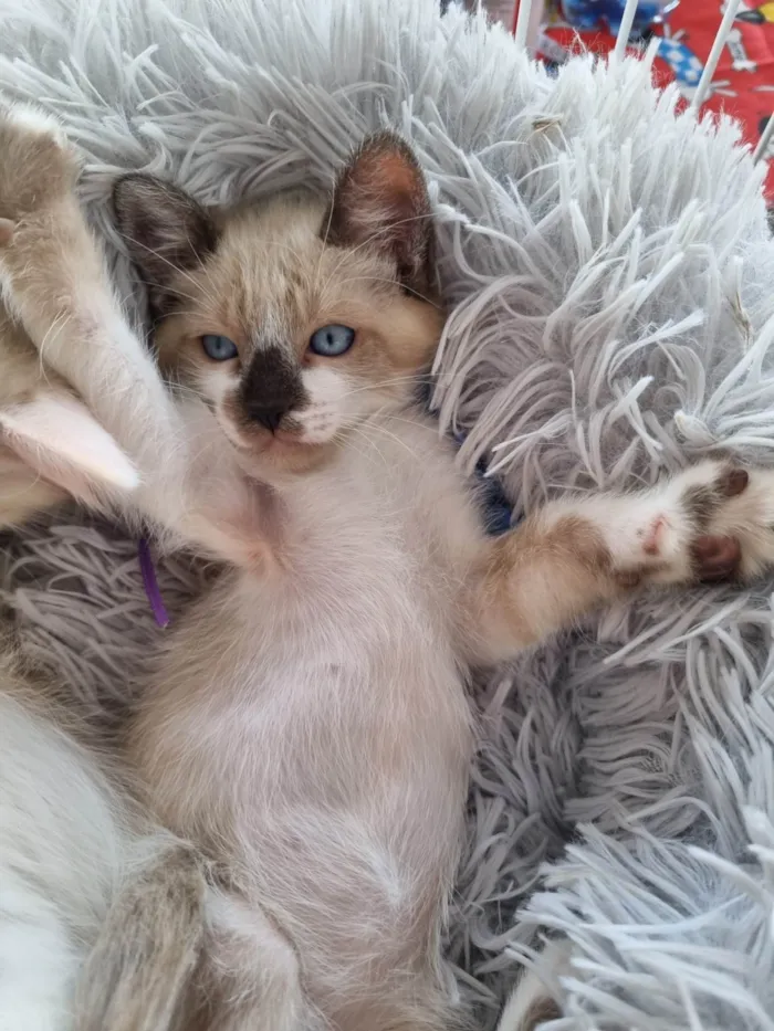 Gato ra a SRD-ViraLata idade 2 a 6 meses nome Simba