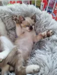 Simba