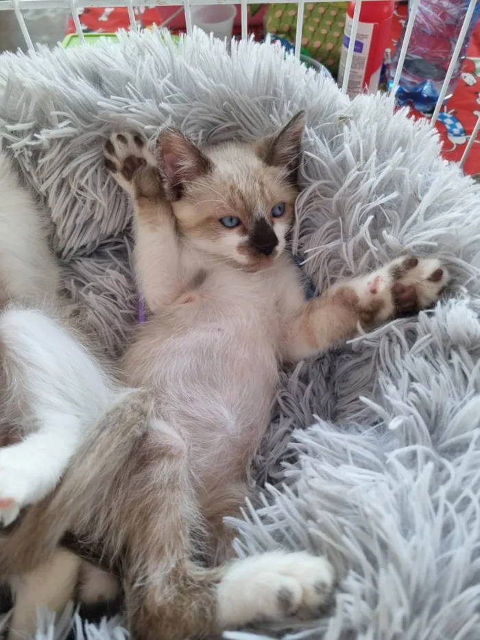 Gato ra a SRD-ViraLata idade 2 a 6 meses nome Simba