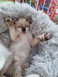 Simba