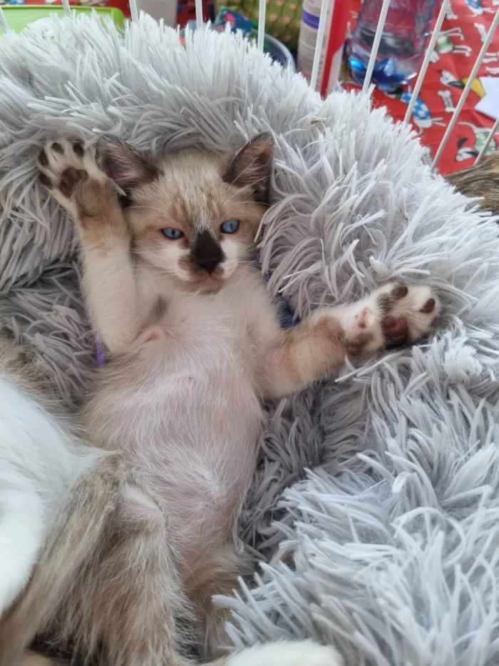 Gato ra a SRD-ViraLata idade 2 a 6 meses nome Simba