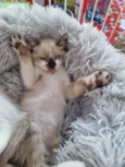 Simba