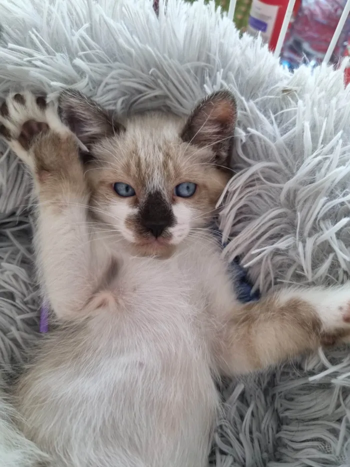 Gato ra a SRD-ViraLata idade 2 a 6 meses nome Simba
