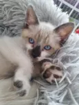 Simba