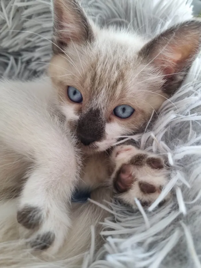 Gato ra a SRD-ViraLata idade 2 a 6 meses nome Simba