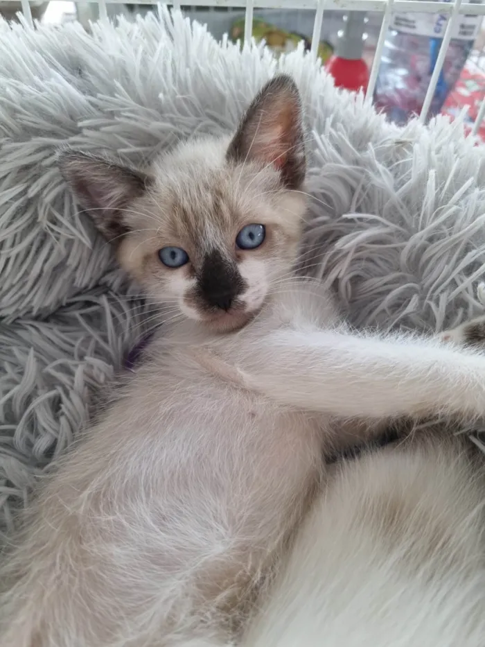 Gato ra a SRD-ViraLata idade 2 a 6 meses nome Simba