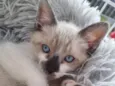 Simba