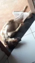 Bela