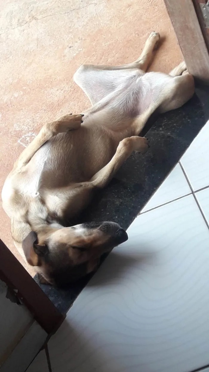Cachorro ra a SRD-ViraLata idade 5 anos nome Bela