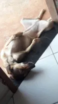 Bela