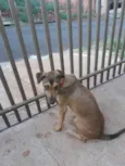 Bela