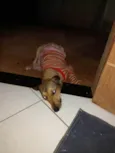 Bela