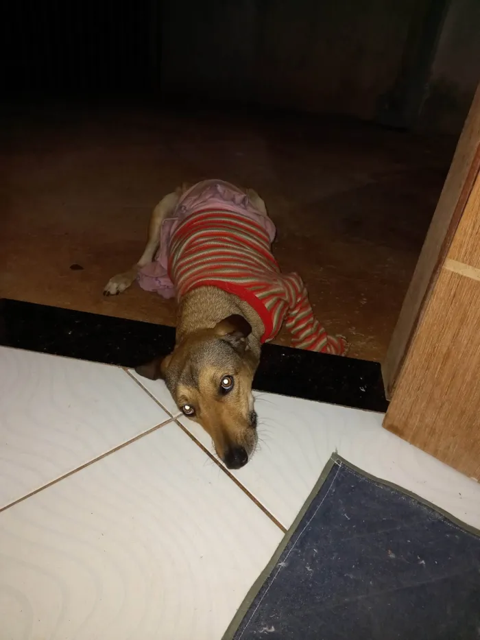Cachorro ra a SRD-ViraLata idade 5 anos nome Bela