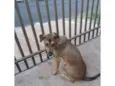 Bela