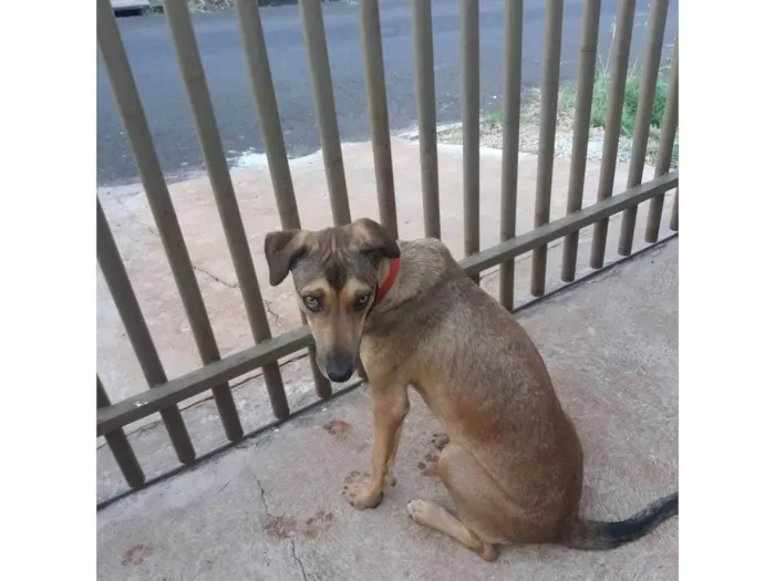Cachorro ra a SRD-ViraLata idade 5 anos nome Bela