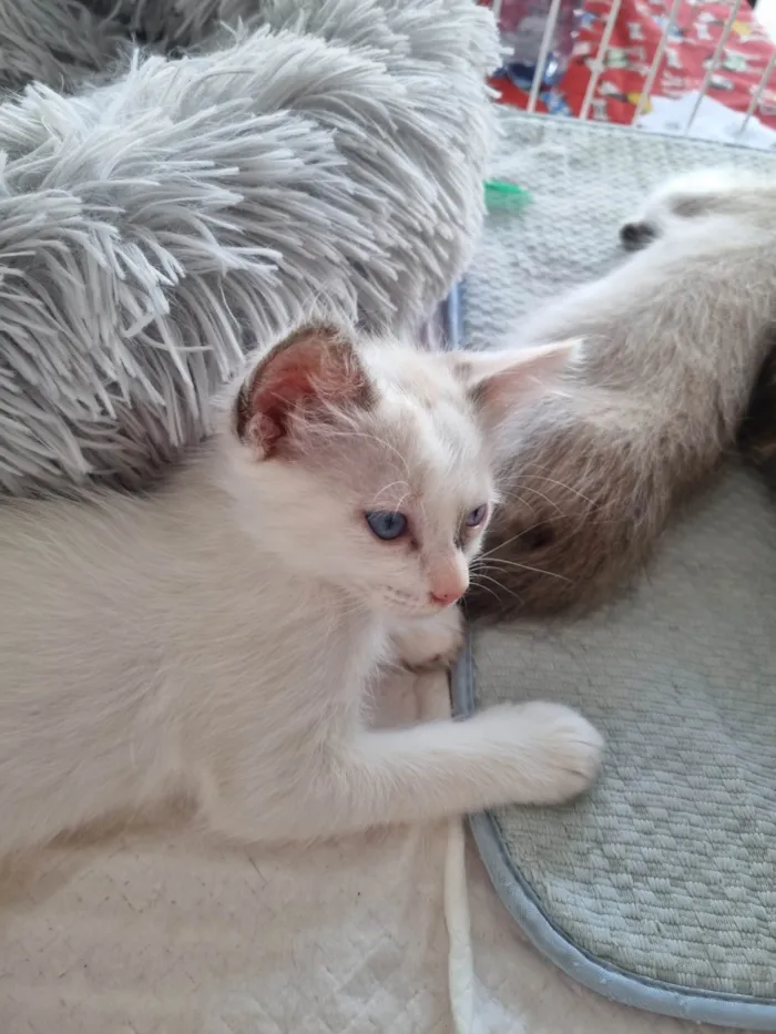 Gato ra a SRD-ViraLata idade 2 a 6 meses nome Kiara